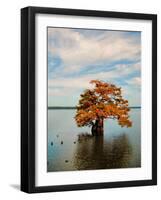 Cypress in Autumn 2-Jai Johnson-Framed Photographic Print