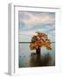 Cypress in Autumn 2-Jai Johnson-Framed Photographic Print