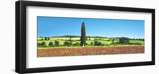 Cypress in poppy field, Tuscany, Italy-Frank Krahmer-Framed Art Print