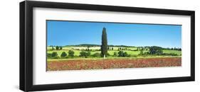 Cypress in poppy field, Tuscany, Italy-Frank Krahmer-Framed Art Print