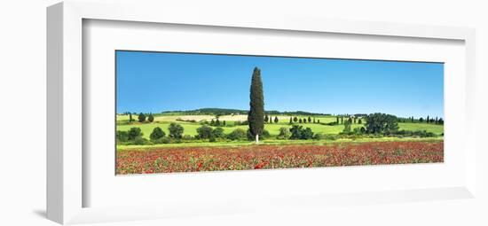 Cypress in poppy field, Tuscany, Italy-Frank Krahmer-Framed Art Print