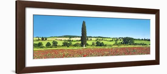 Cypress in poppy field, Tuscany, Italy-Frank Krahmer-Framed Art Print