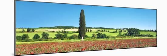 Cypress in poppy field, Tuscany, Italy-Frank Krahmer-Mounted Art Print