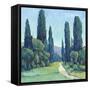 Cypress Path II-Tim OToole-Framed Stretched Canvas