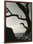 Cypress, Point Lobos, California, 1928-Brett Weston-Framed Photographic Print