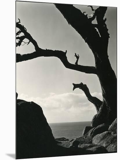 Cypress, Point Lobos, California, 1928-Brett Weston-Mounted Photographic Print