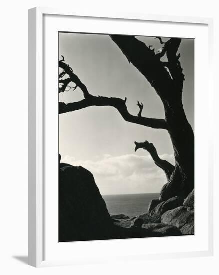 Cypress, Point Lobos, California, 1928-Brett Weston-Framed Photographic Print