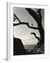 Cypress, Point Lobos, California, 1928-Brett Weston-Framed Photographic Print