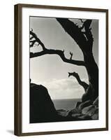 Cypress, Point Lobos, California, 1928-Brett Weston-Framed Photographic Print