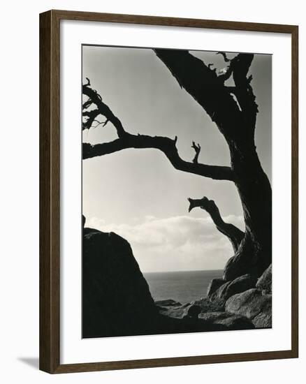 Cypress, Point Lobos, California, 1928-Brett Weston-Framed Photographic Print