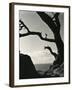 Cypress, Point Lobos, California, 1928-Brett Weston-Framed Photographic Print