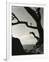 Cypress, Point Lobos, California, 1928-Brett Weston-Framed Photographic Print