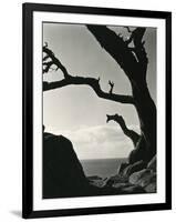 Cypress, Point Lobos, California, 1928-Brett Weston-Framed Photographic Print