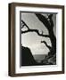 Cypress, Point Lobos, California, 1928-Brett Weston-Framed Premium Photographic Print