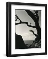 Cypress, Point Lobos, California, 1928-Brett Weston-Framed Premium Photographic Print