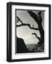 Cypress, Point Lobos, California, 1928-Brett Weston-Framed Premium Photographic Print