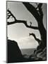 Cypress, Point Lobos, California, 1928-Brett Weston-Mounted Premium Photographic Print