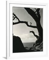 Cypress, Point Lobos, California, 1928-Brett Weston-Framed Photographic Print