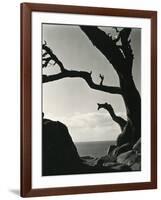 Cypress, Point Lobos, California, 1928-Brett Weston-Framed Photographic Print