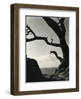 Cypress, Point Lobos, California, 1928-Brett Weston-Framed Photographic Print