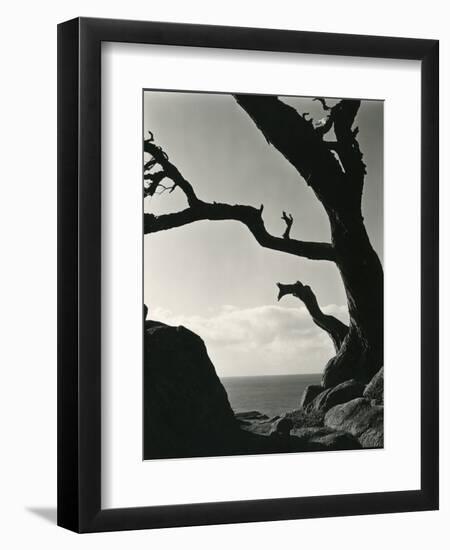 Cypress, Point Lobos, California, 1928-Brett Weston-Framed Photographic Print