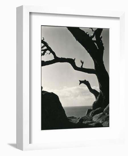 Cypress, Point Lobos, California, 1928-Brett Weston-Framed Photographic Print