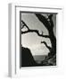 Cypress, Point Lobos, California, 1928-Brett Weston-Framed Photographic Print