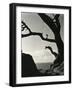 Cypress, Point Lobos, California, 1928-Brett Weston-Framed Photographic Print