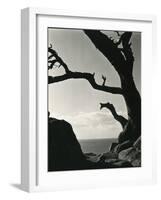 Cypress, Point Lobos, California, 1928-Brett Weston-Framed Photographic Print