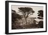 Cypress Point, Monterey, California, about 1880s-Carleton Watkins-Framed Art Print