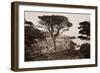 Cypress Point, Monterey, California, about 1880s-Carleton Watkins-Framed Art Print