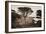 Cypress Point, Monterey, California, about 1880s-Carleton Watkins-Framed Art Print