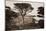 Cypress Point, Monterey, California, about 1880s-Carleton Watkins-Mounted Art Print