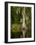 Cypress Reflected in Bayou Along Highway 61 on Stormy Summer Afternoon, New Orleans, Louisiana, Usa-Paul Souders-Framed Photographic Print