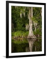 Cypress Reflected in Bayou Along Highway 61 on Stormy Summer Afternoon, New Orleans, Louisiana, Usa-Paul Souders-Framed Photographic Print