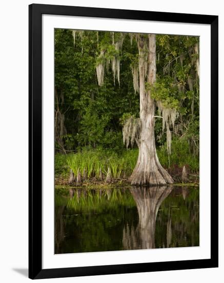 Cypress Reflected in Bayou Along Highway 61 on Stormy Summer Afternoon, New Orleans, Louisiana, Usa-Paul Souders-Framed Photographic Print