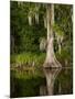 Cypress Reflected in Bayou Along Highway 61 on Stormy Summer Afternoon, New Orleans, Louisiana, Usa-Paul Souders-Mounted Photographic Print