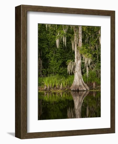 Cypress Reflected in Bayou Along Highway 61 on Stormy Summer Afternoon, New Orleans, Louisiana, Usa-Paul Souders-Framed Photographic Print