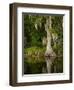 Cypress Reflected in Bayou Along Highway 61 on Stormy Summer Afternoon, New Orleans, Louisiana, Usa-Paul Souders-Framed Photographic Print