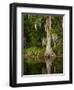 Cypress Reflected in Bayou Along Highway 61 on Stormy Summer Afternoon, New Orleans, Louisiana, Usa-Paul Souders-Framed Photographic Print