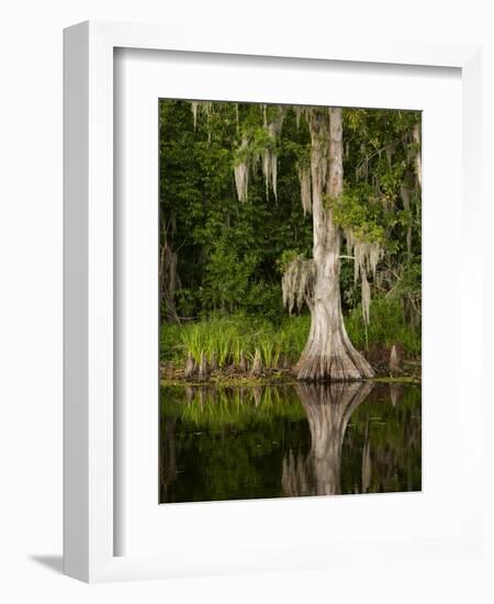 Cypress Reflected in Bayou Along Highway 61 on Stormy Summer Afternoon, New Orleans, Louisiana, Usa-Paul Souders-Framed Photographic Print