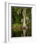 Cypress Reflected in Bayou Along Highway 61 on Stormy Summer Afternoon, New Orleans, Louisiana, Usa-Paul Souders-Framed Photographic Print