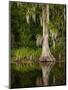 Cypress Reflected in Bayou Along Highway 61 on Stormy Summer Afternoon, New Orleans, Louisiana, Usa-Paul Souders-Mounted Photographic Print