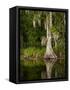 Cypress Reflected in Bayou Along Highway 61 on Stormy Summer Afternoon, New Orleans, Louisiana, Usa-Paul Souders-Framed Stretched Canvas