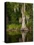 Cypress Reflected in Bayou Along Highway 61 on Stormy Summer Afternoon, New Orleans, Louisiana, Usa-Paul Souders-Stretched Canvas