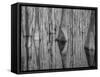 Cypress Reflection Black and White-Moises Levy-Framed Stretched Canvas