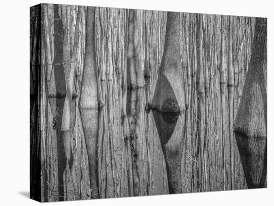 Cypress Reflection Black and White-Moises Levy-Stretched Canvas