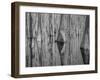 Cypress Reflection Black and White-Moises Levy-Framed Photographic Print