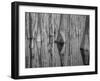 Cypress Reflection Black and White-Moises Levy-Framed Photographic Print