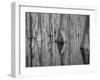 Cypress Reflection Black and White-Moises Levy-Framed Photographic Print